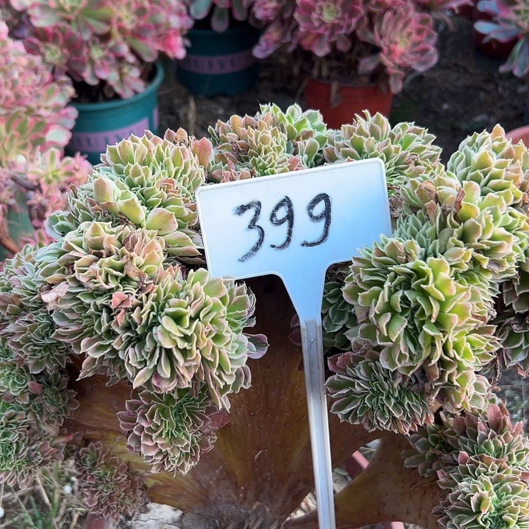 @***大多肉植物一个白风399