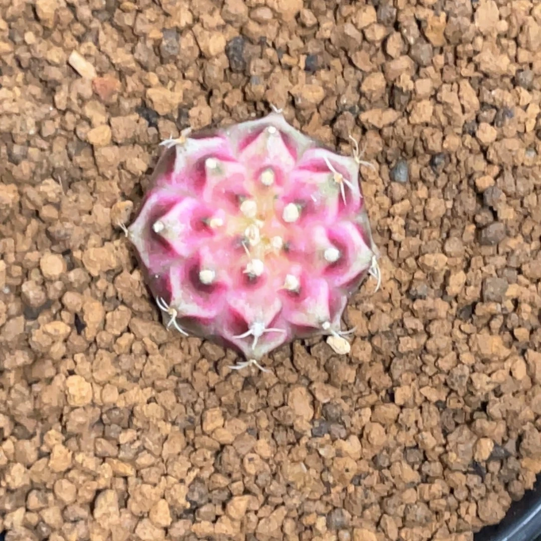 当前无花朵，栽培后可花朵玫粉轮回12