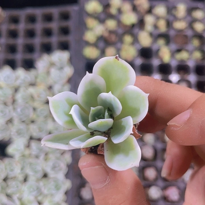 柠檬玫瑰锦精品多肉