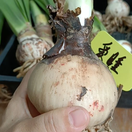 无花朵爱瞳7+裸球发货
