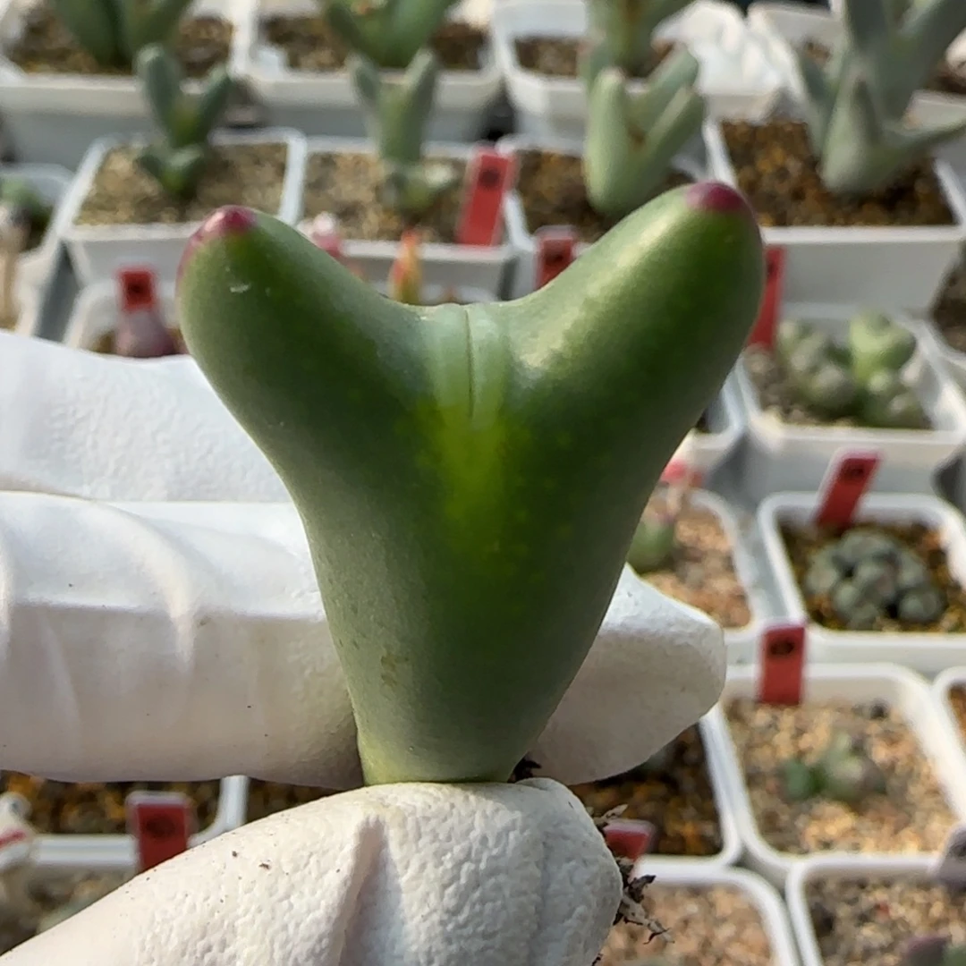 12-26-7-4当天满38包邮清货嘟嘟嘴皮卡丘脱土