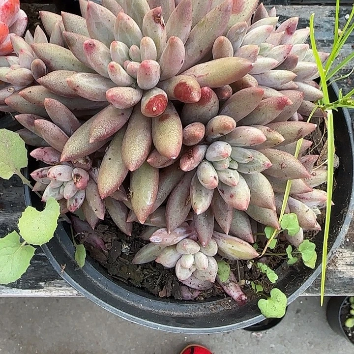 青蛙王子儿童牙膏套装原价11
