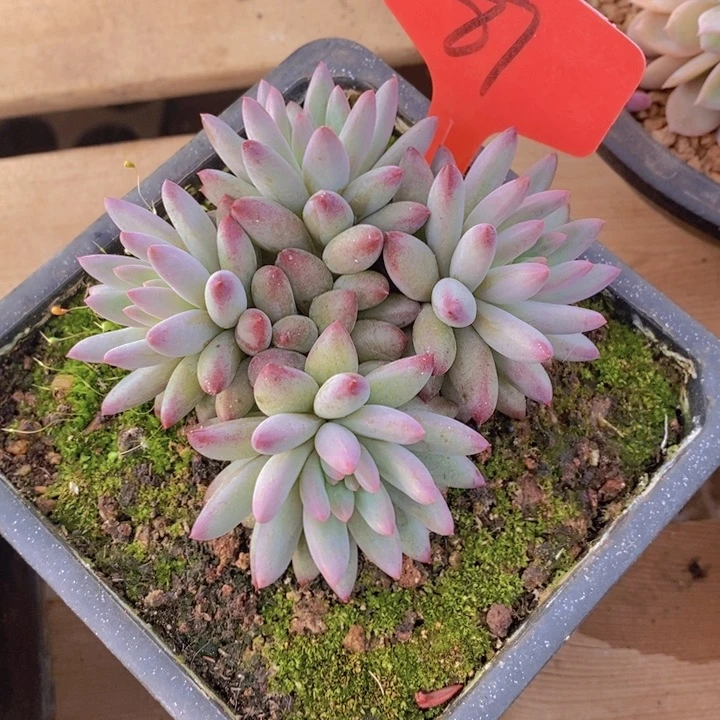 还*吧我也好难过我又开始