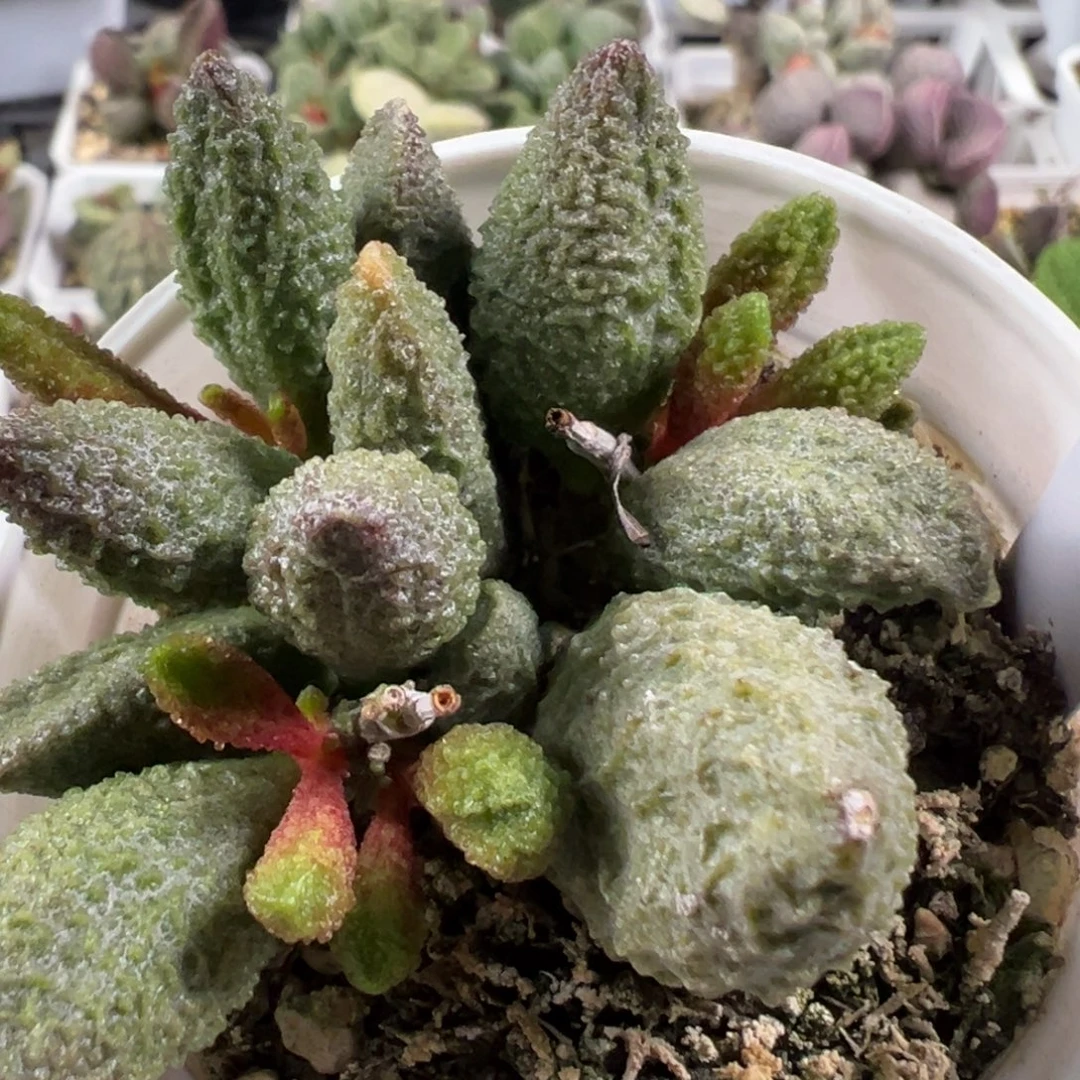 w绿色系颗粒款实生新品
