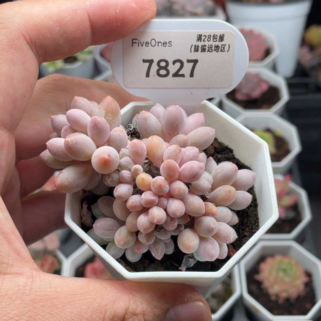 婴儿手指7827-7厘米