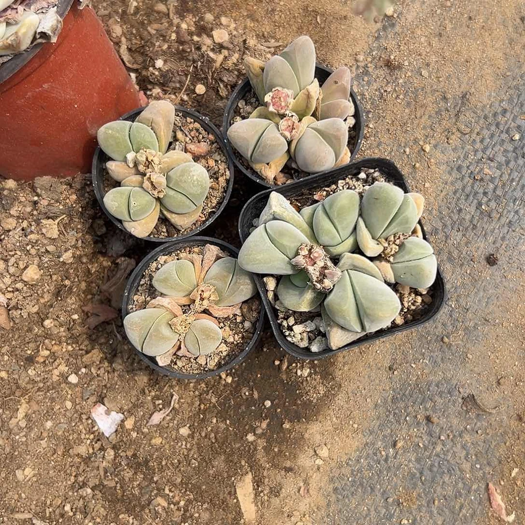 官**学多肉植物四颗无比玉