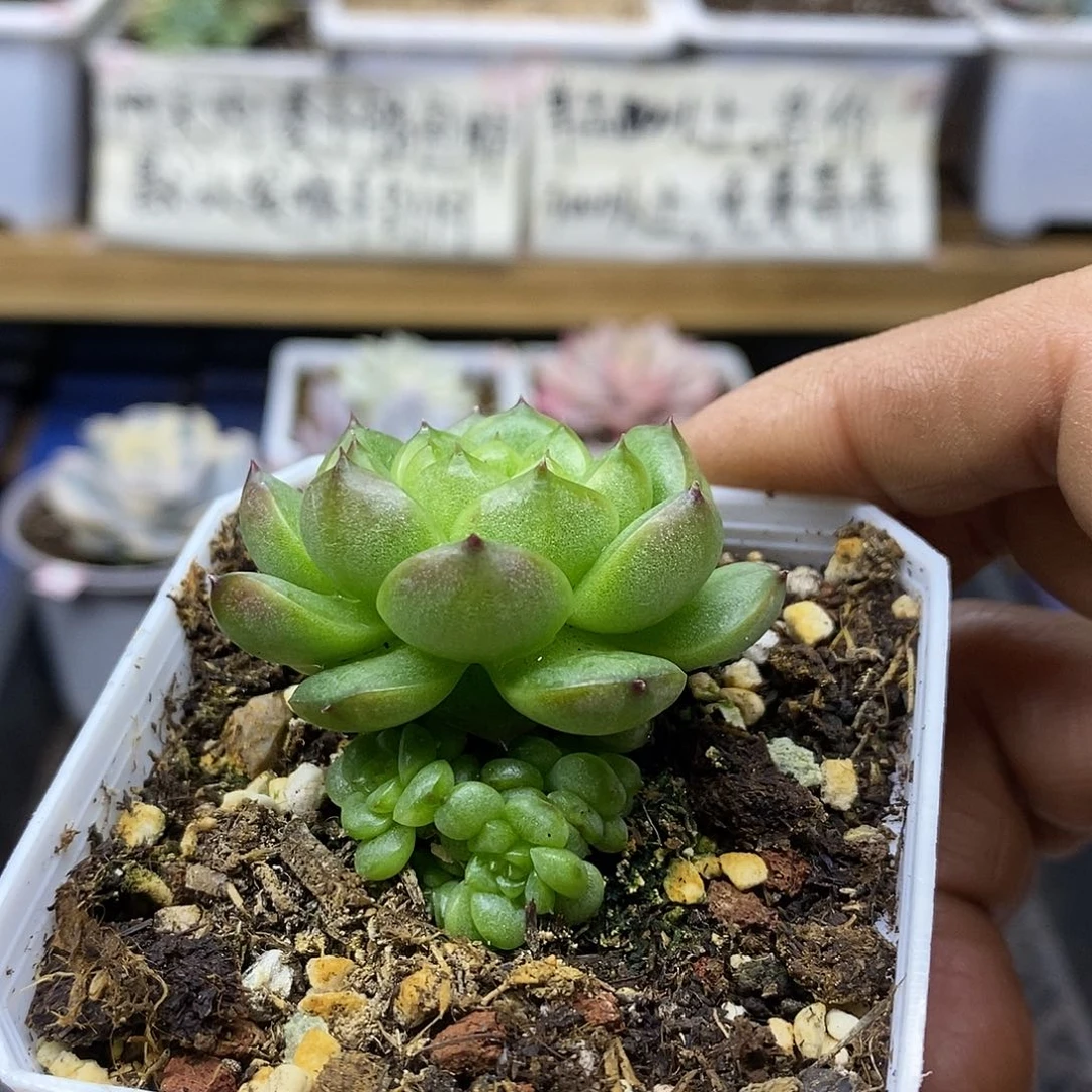 25223 灯泡珍妮自然群