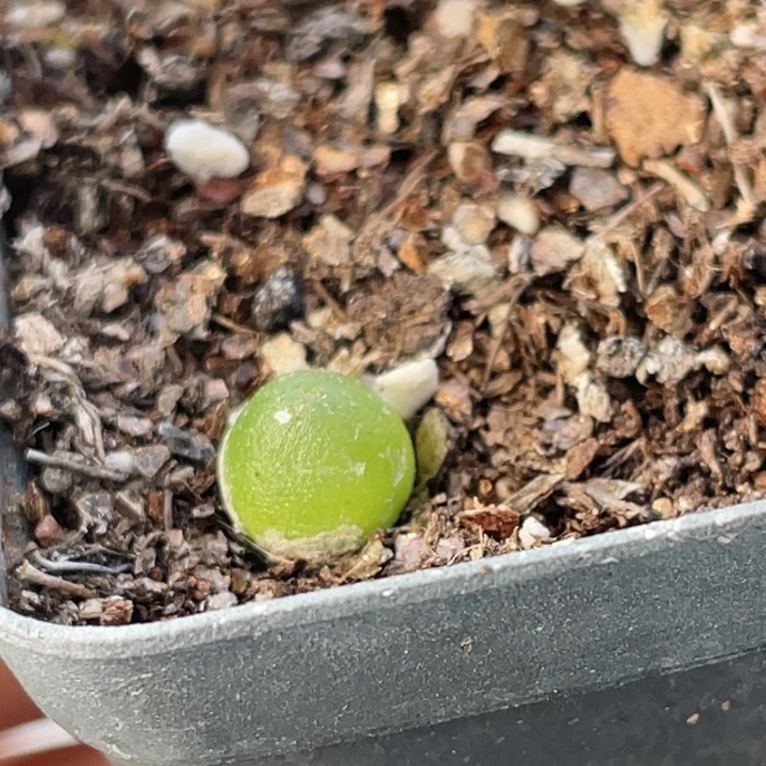 22-22哈默灯泡肉锥