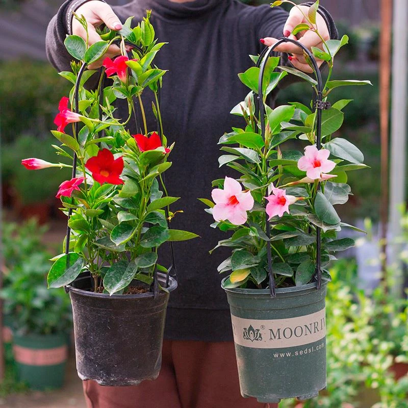 万里飘香藤花苗双喜藤春夏开花卉攀爬藤绿植物盆栽室内阳台带花苞