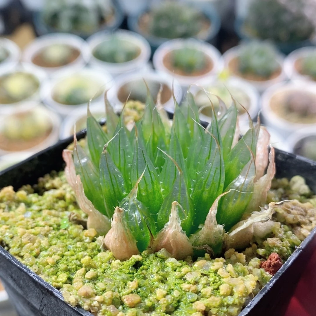 钻石实生针管玉露多肉