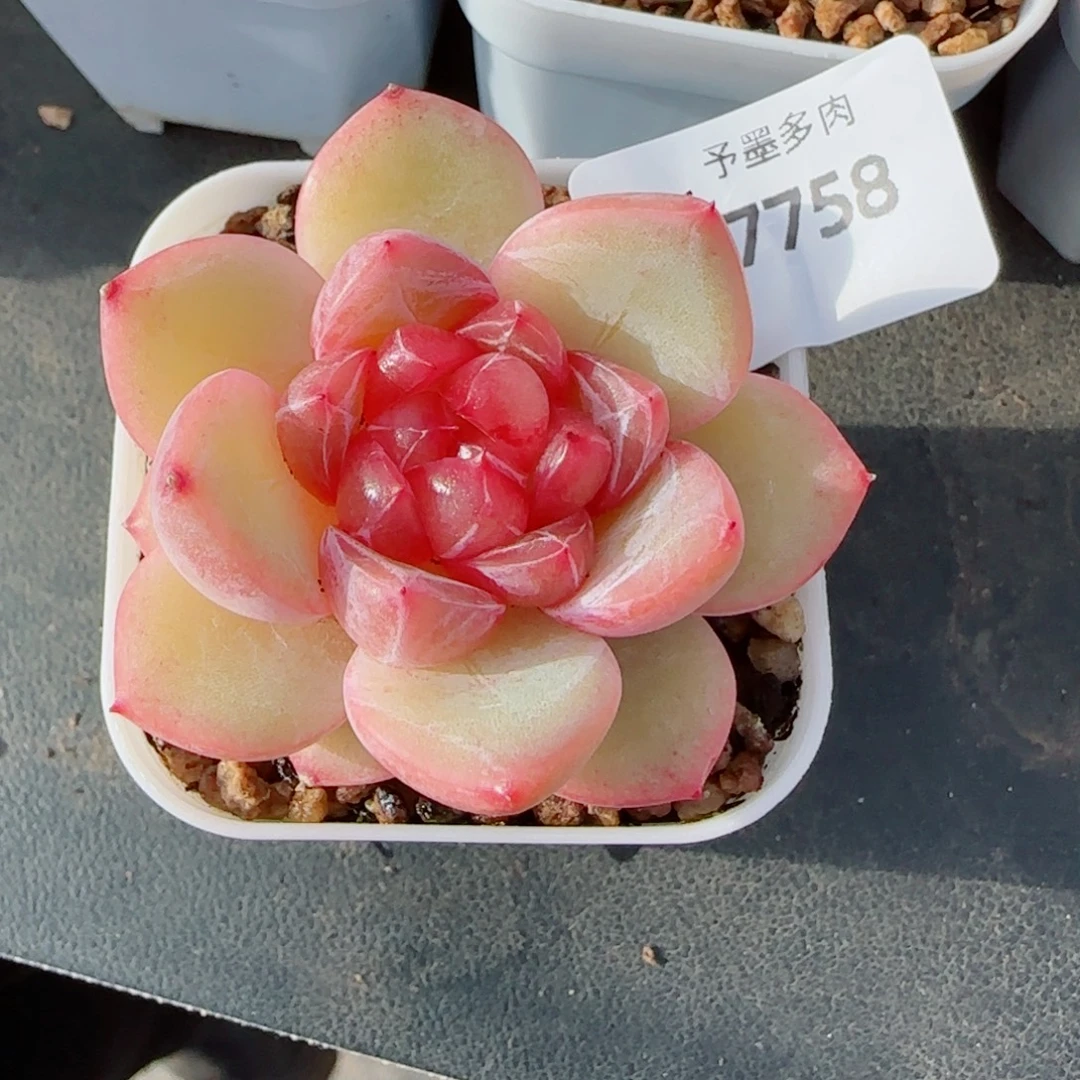 璇玑珍妮，7758多肉植物