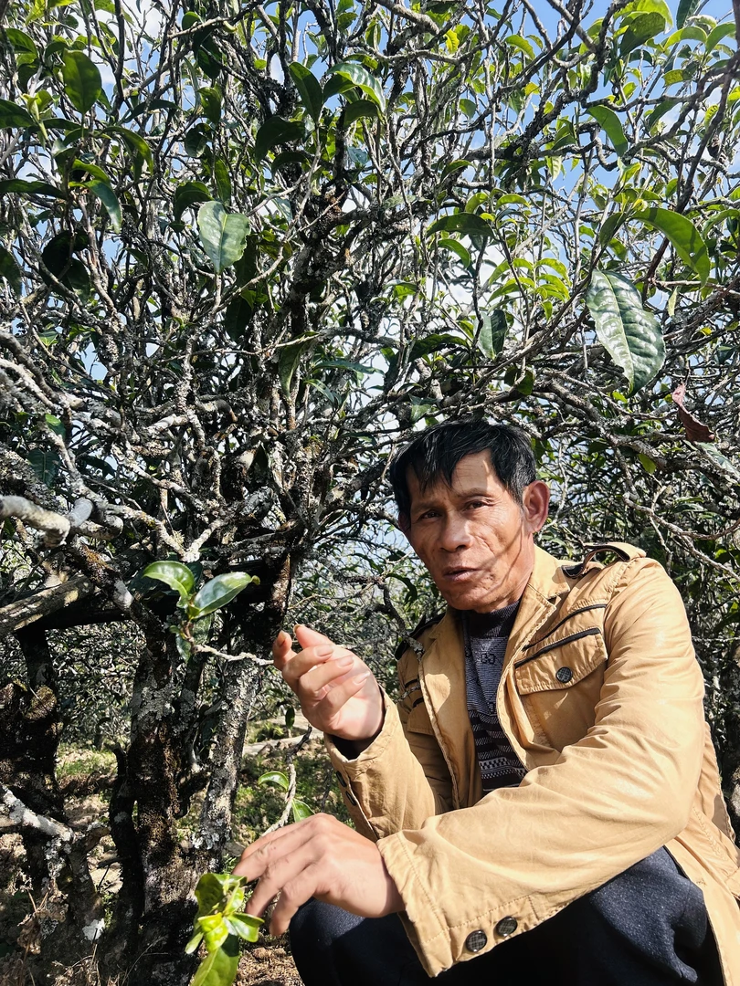 2023年梅子箐古树春茶   200克装