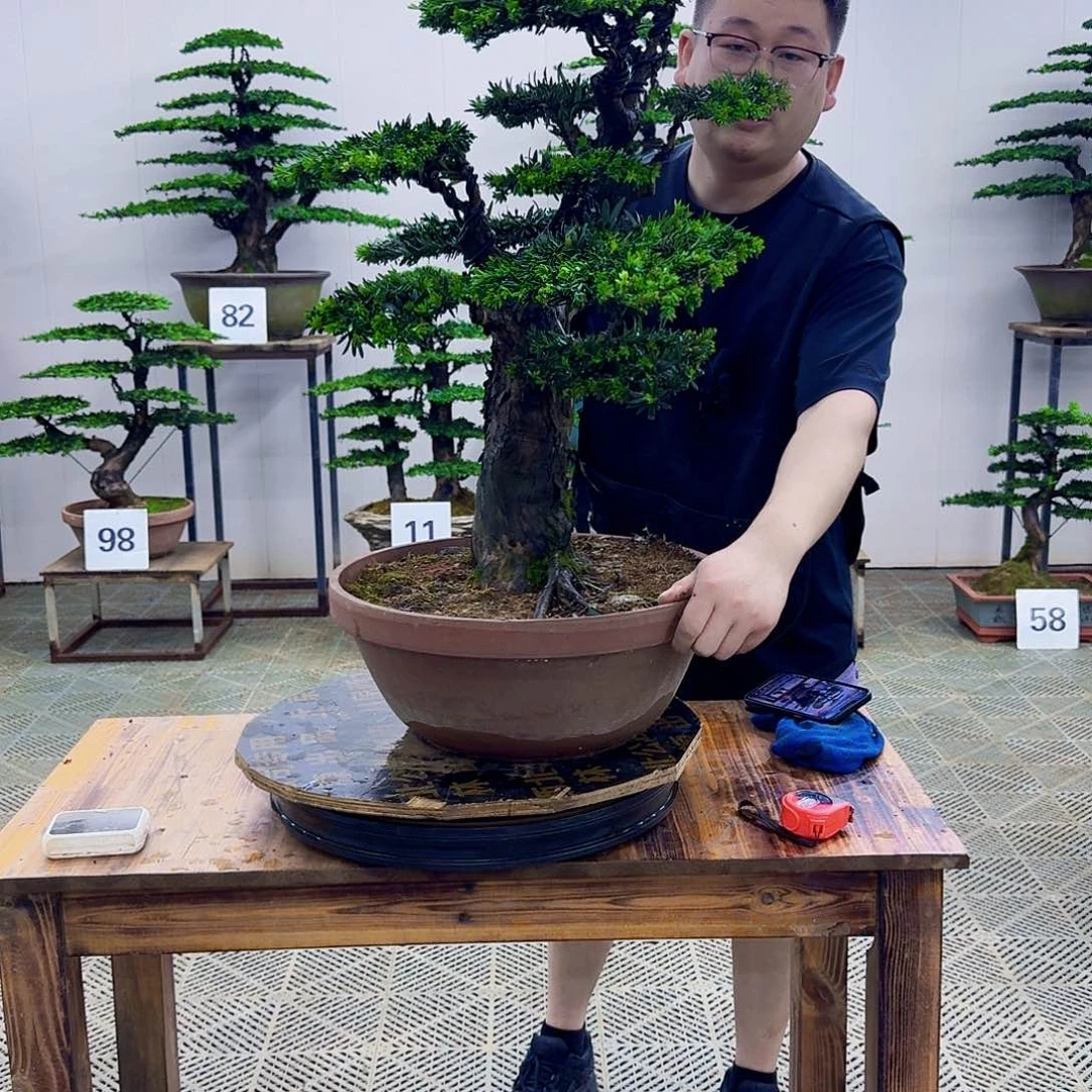 无花朵米叶罗汉松造型盆景