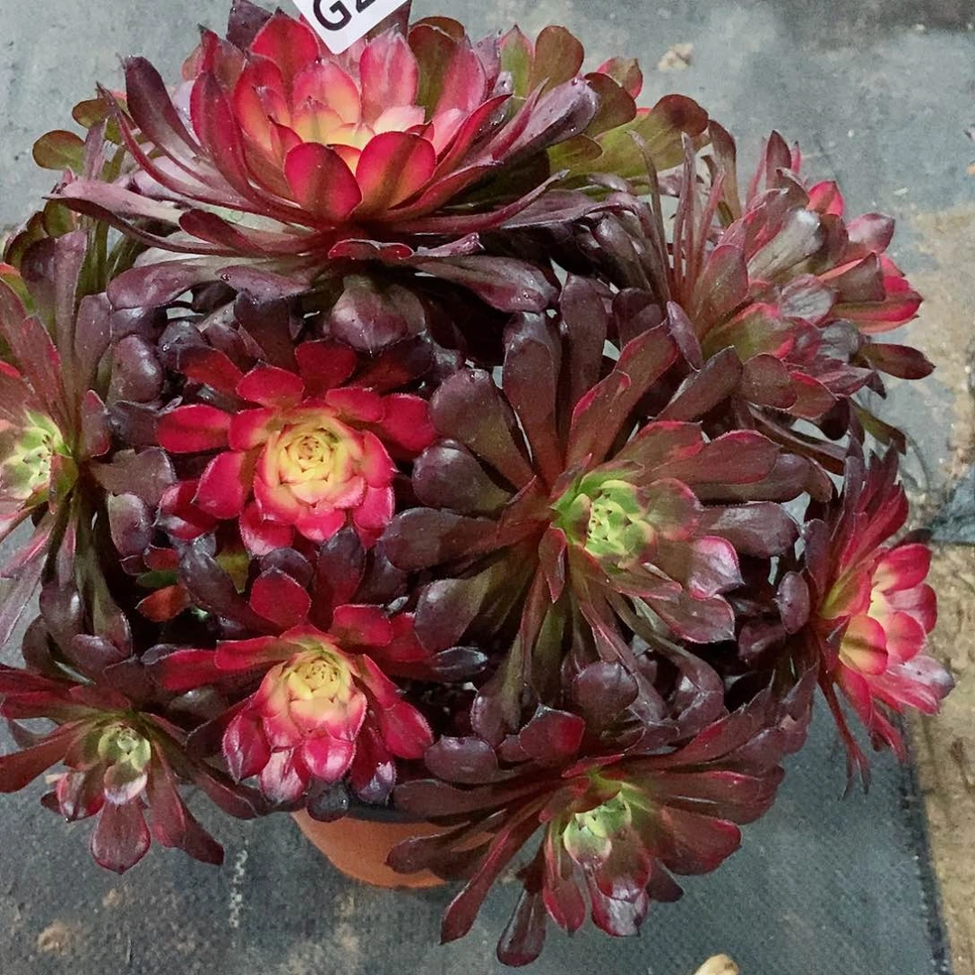 红陶259烟花3多肉