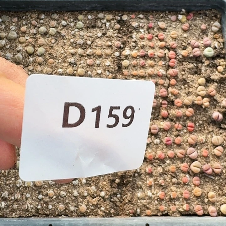 生石花11111。   159