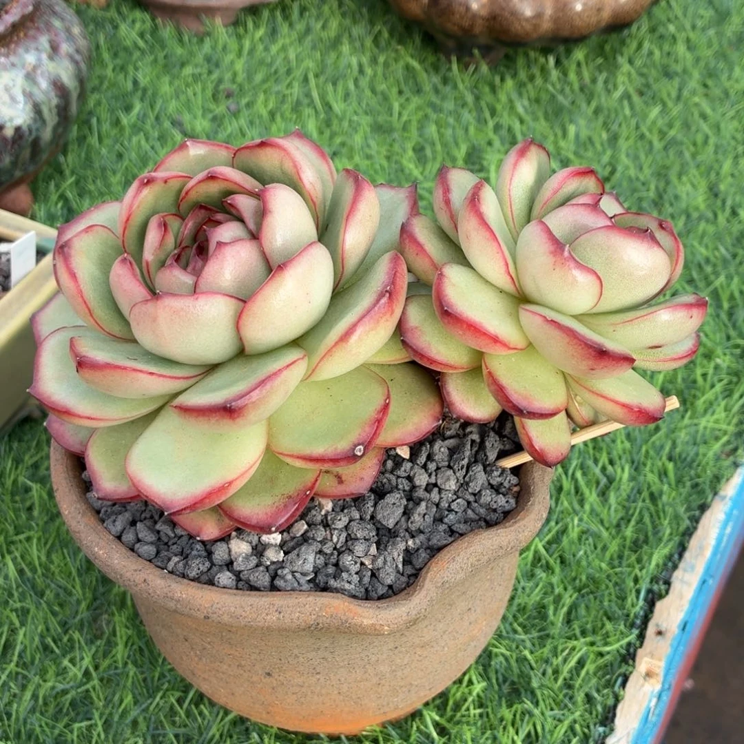 多肉植物 万宝龙-4