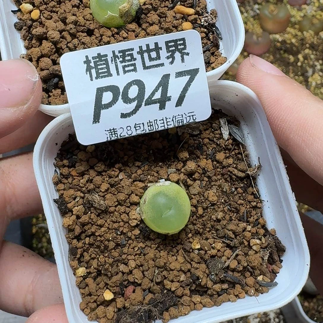 多肉植物的啊ghnn