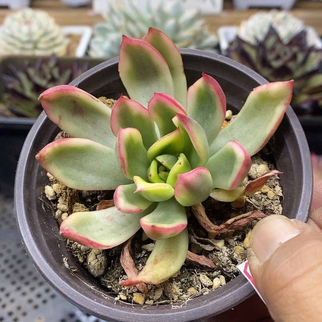 05162 罗杰安娜覆轮锦