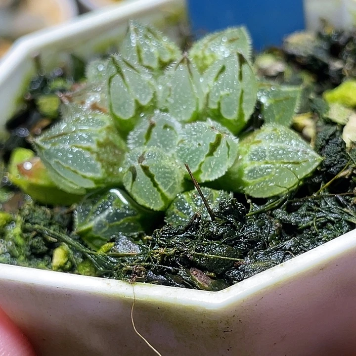 510冰魁特选福利一物