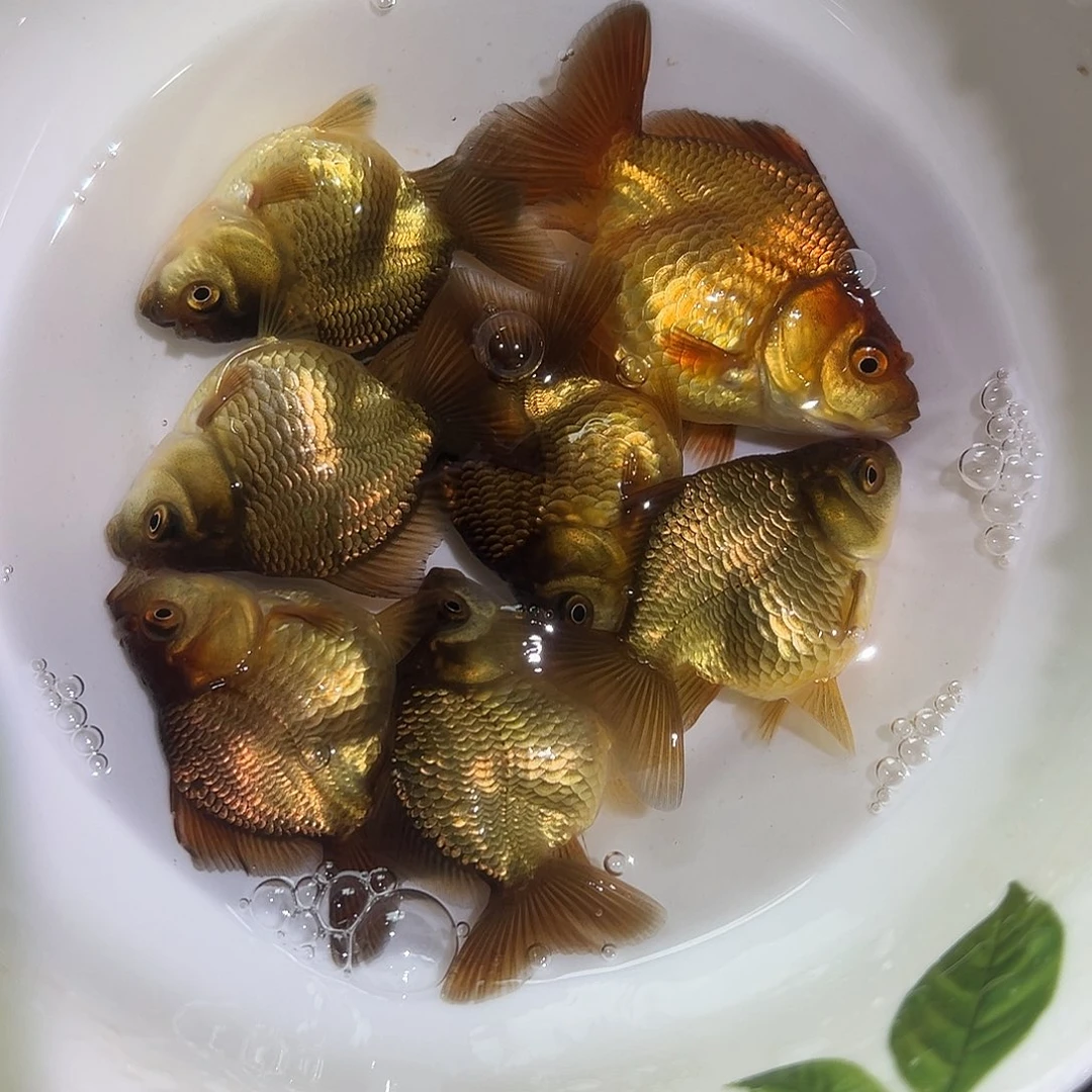 海水艺术家7条青皮玛丽鱼苗