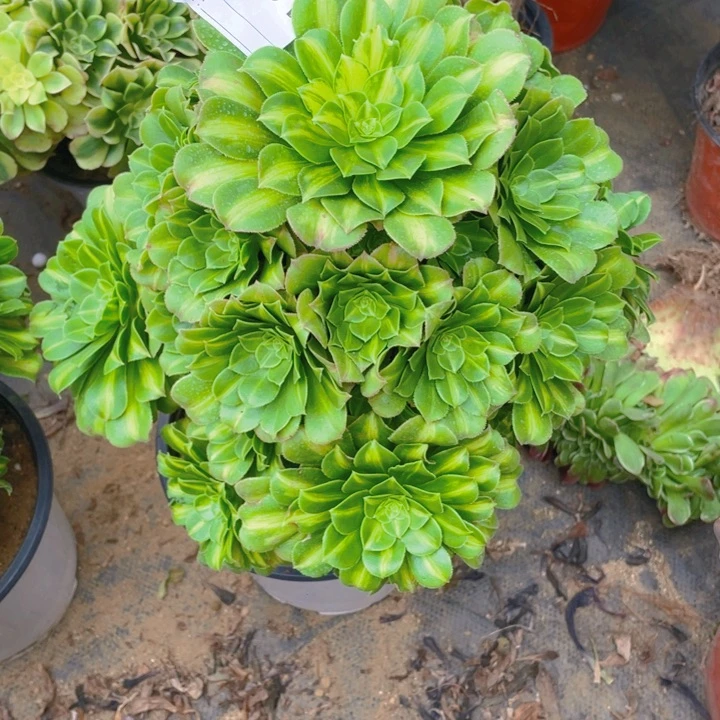 用****建多肉琉璃法师951