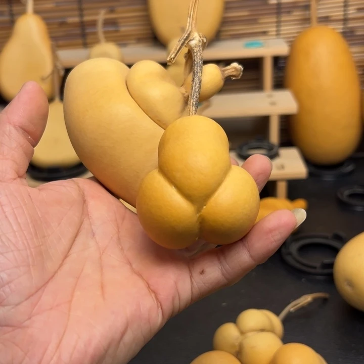 富***?222666665558665566