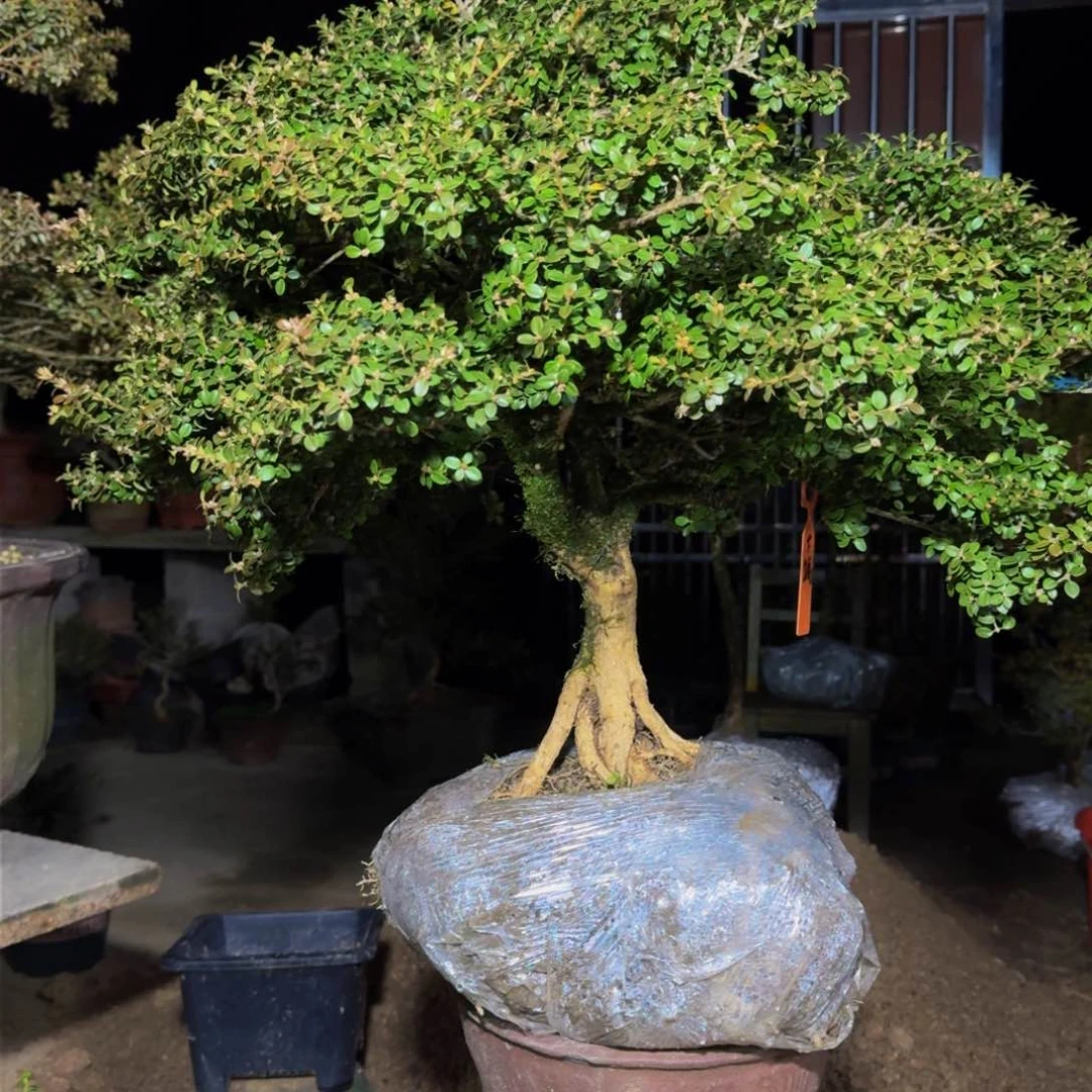 完全开放大*珍珠