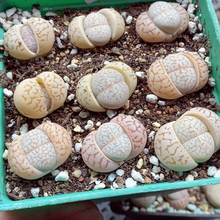 我的小姐姐们都是我344