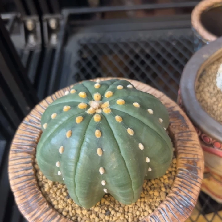 兜星球工作室指纹大