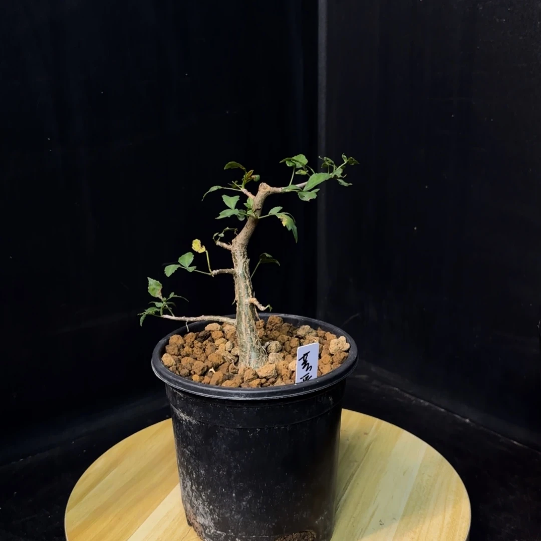 芳香裂榄带盆土hh