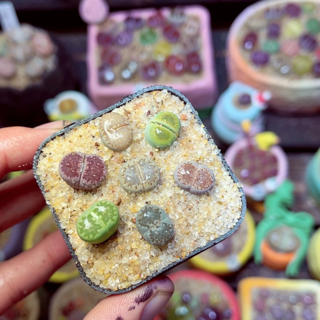 436生石花带盆发1