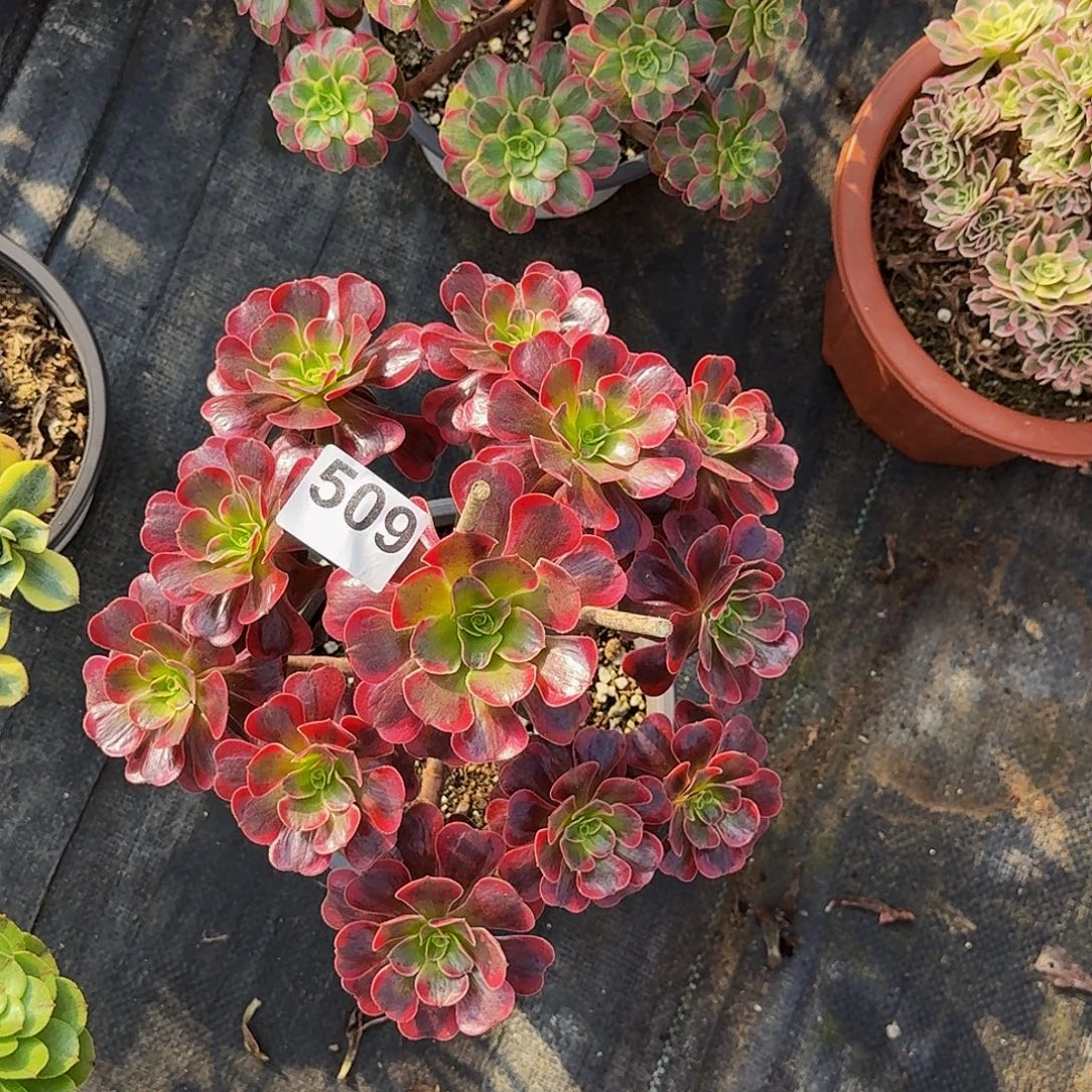 509爱神法师植物多肉