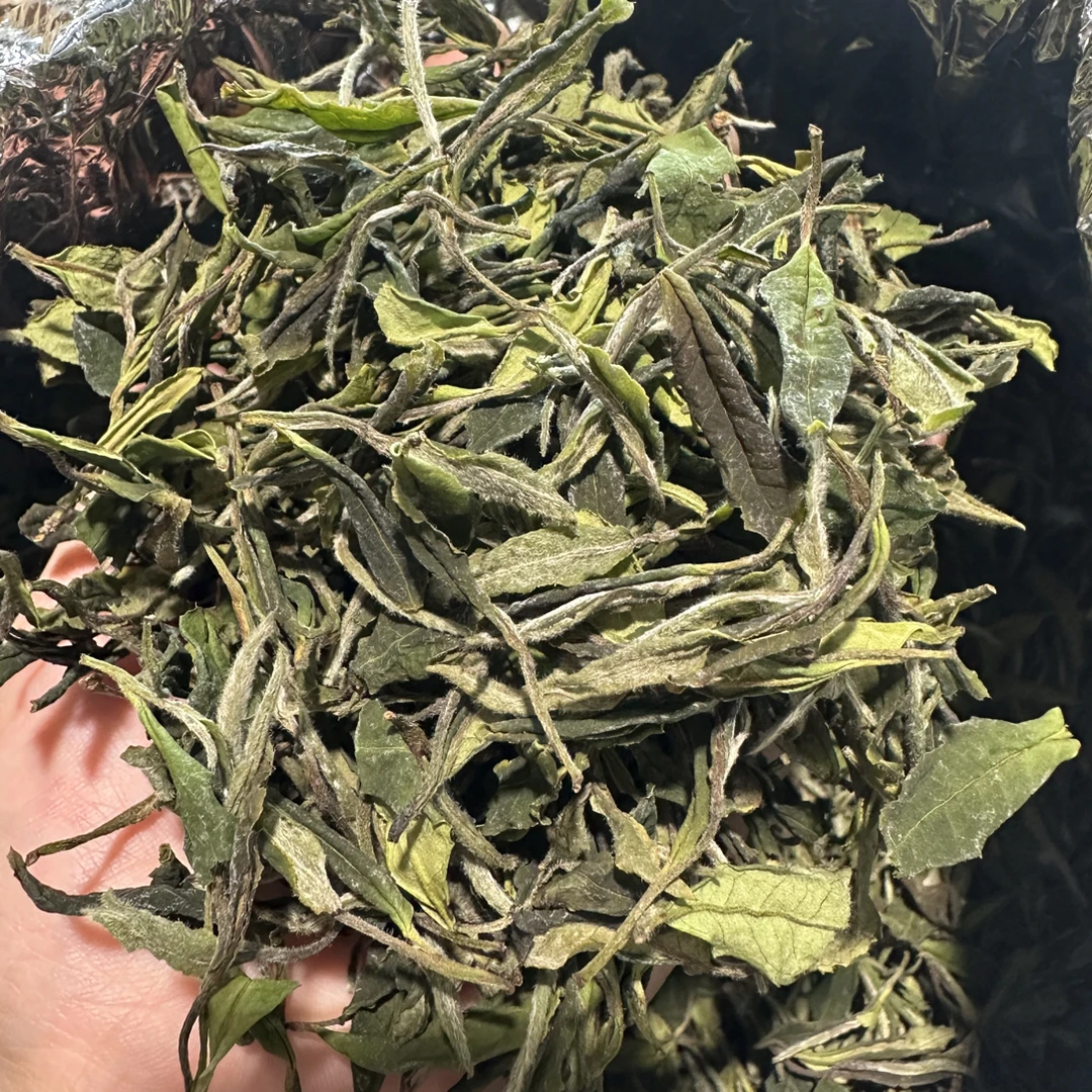 福鼎磻溪大洋山2025群体种小菜茶