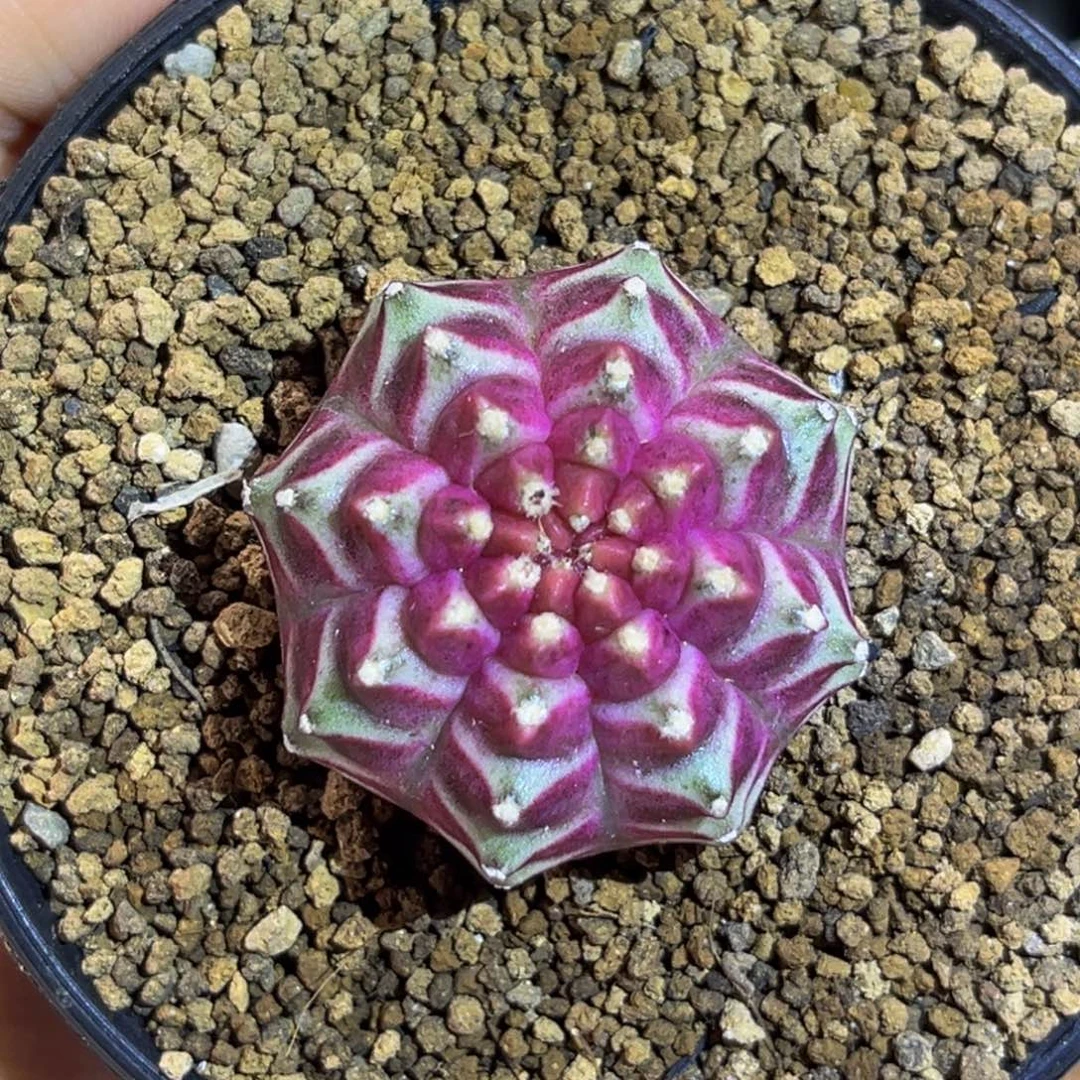 紫色星云 米哈仙人球