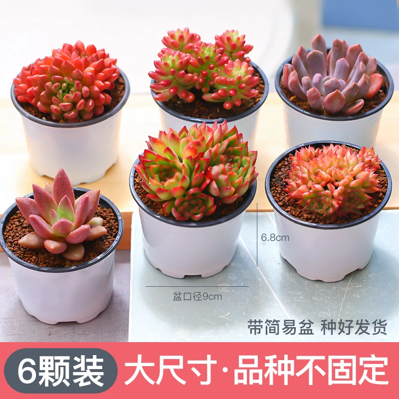 MuMuHome 6颗大尺寸多肉种好发货云南大株多肉植物桌面盆栽套餐