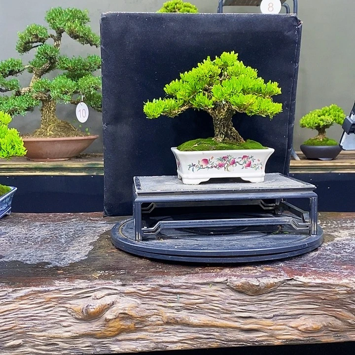无花朵黄杨盆景四季常青