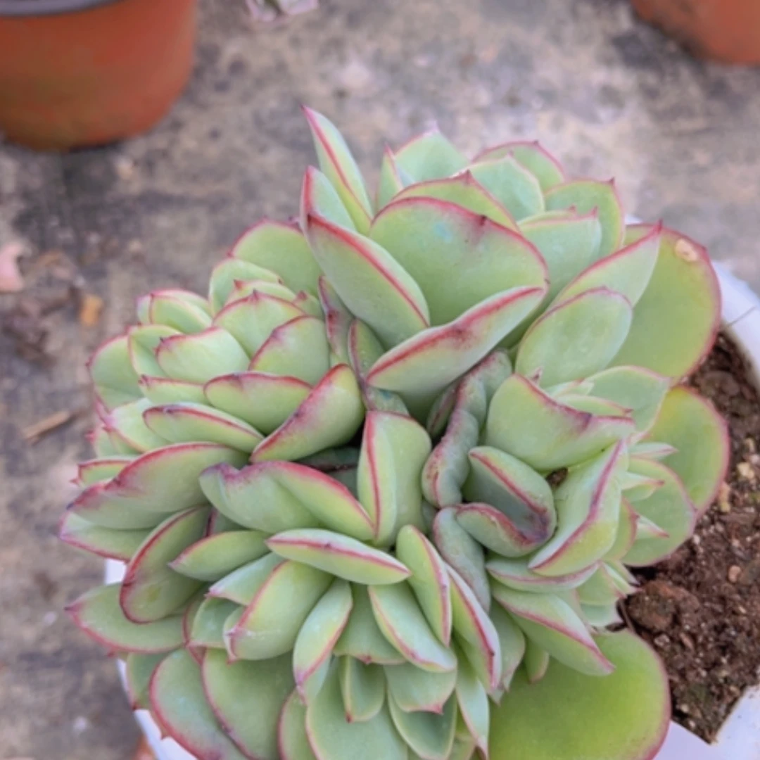 【闪购商品】牡丹亭朵朵14129