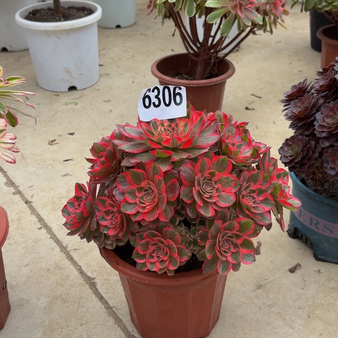 小***赞无花朵6306云何1111111