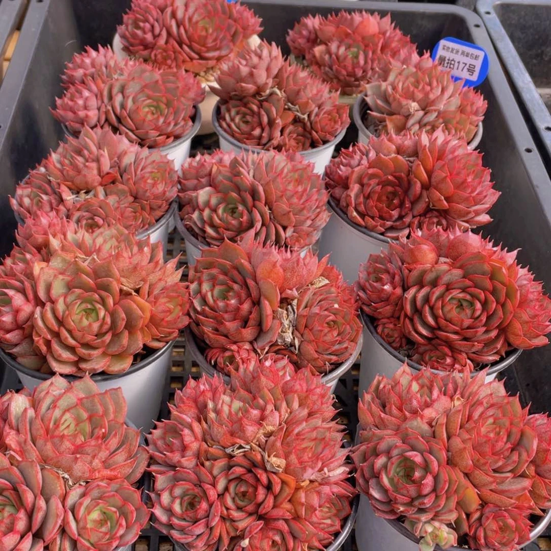 量拍17号 安娜玫瑰大群生一个