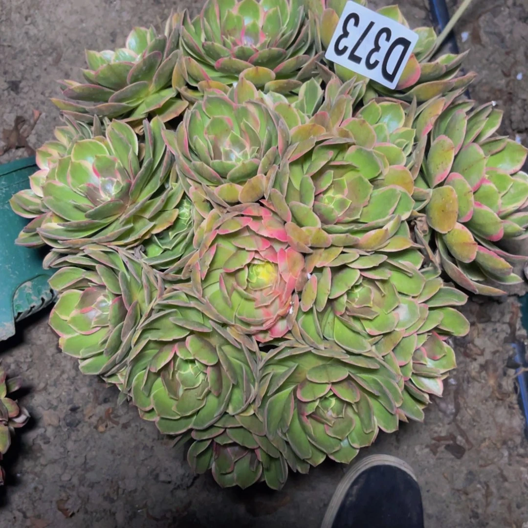 粉花妖16/——17包邮