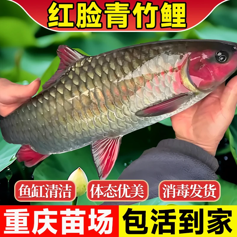 重庆青竹鲤鱼苗倒刺鲃淡水红脸冷水原生养殖观赏鱼可养鱼缸渔池
