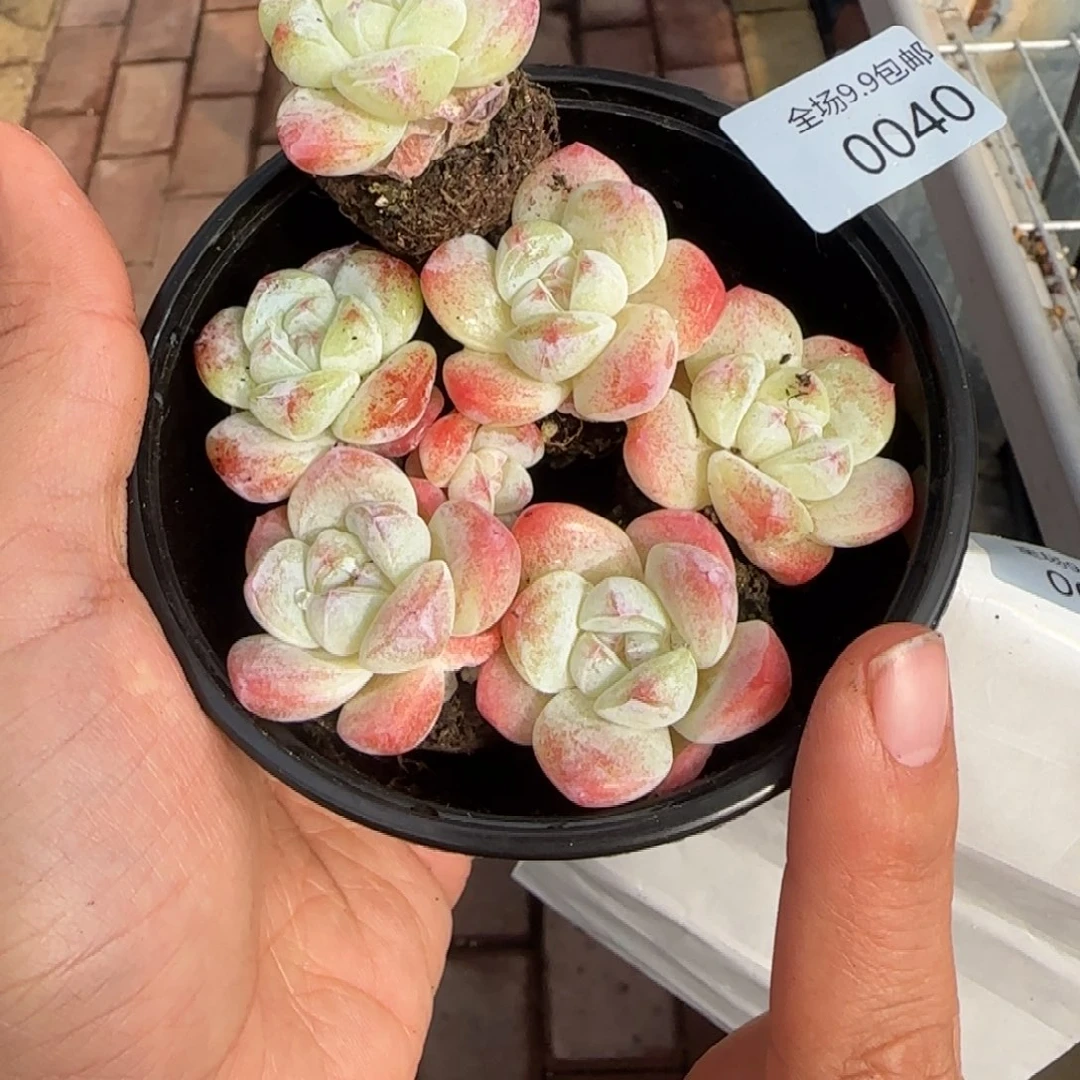 40拍一颗发6颗9.9包邮冰玉