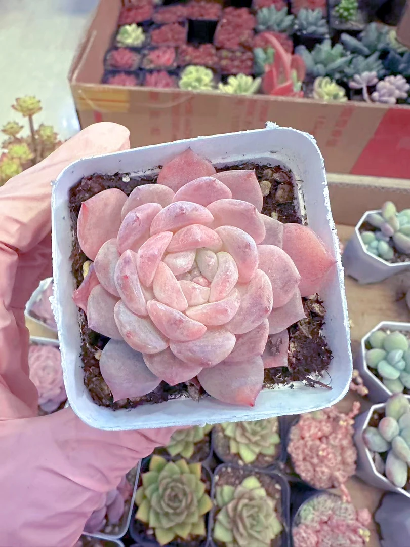 精控糯米糖 多肉植物 （满9.9元包邮发货）