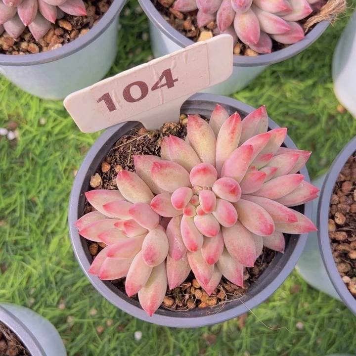 健健康康平平安安