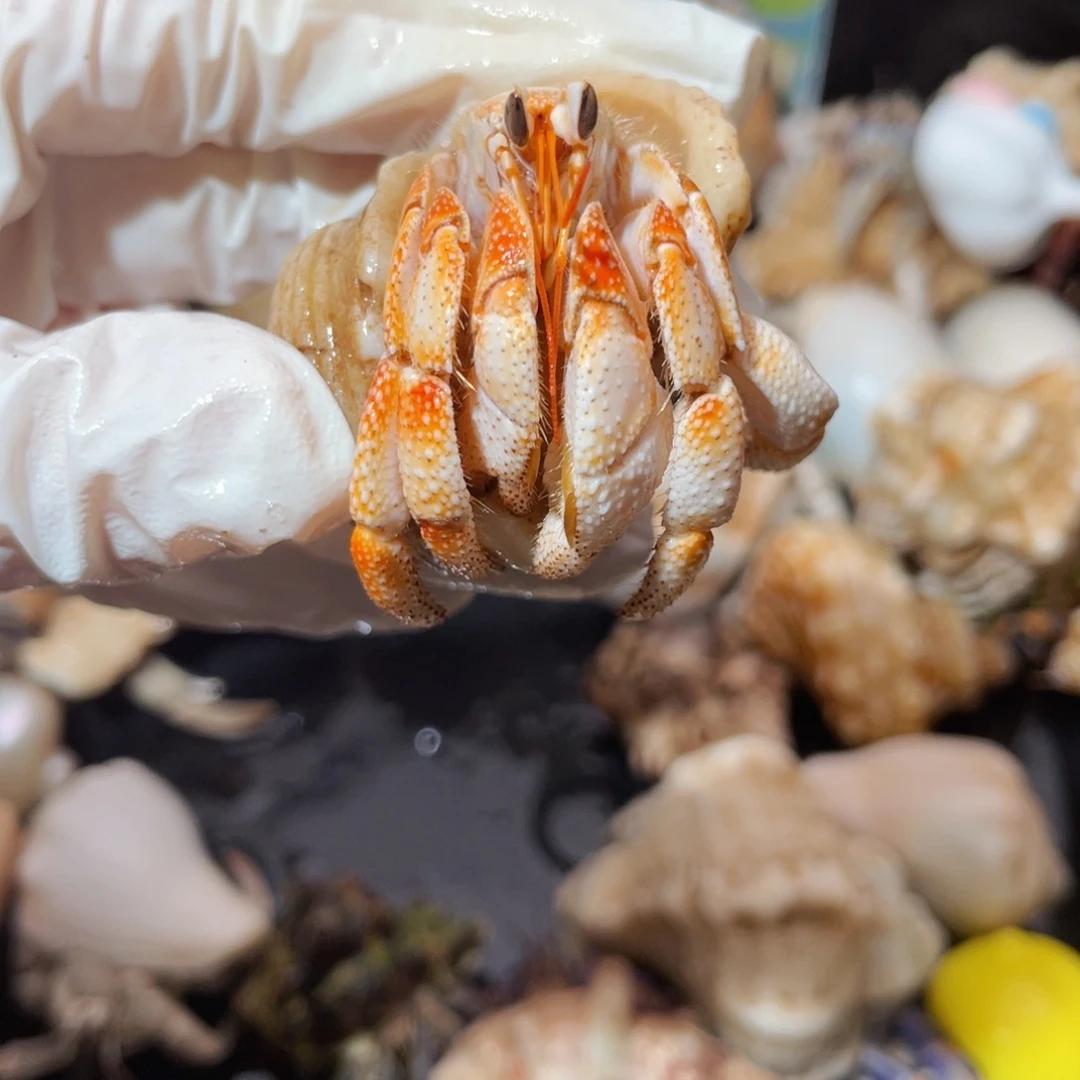 蜗居异宠寄居蟹9589毛球