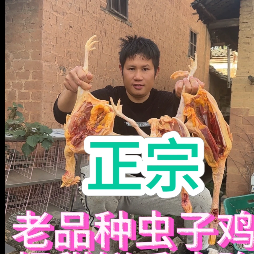 老品种虫子鲜杀土鸡百吃不厌鸡味十足， 煮汤做代餐香辣满满爆甜脆