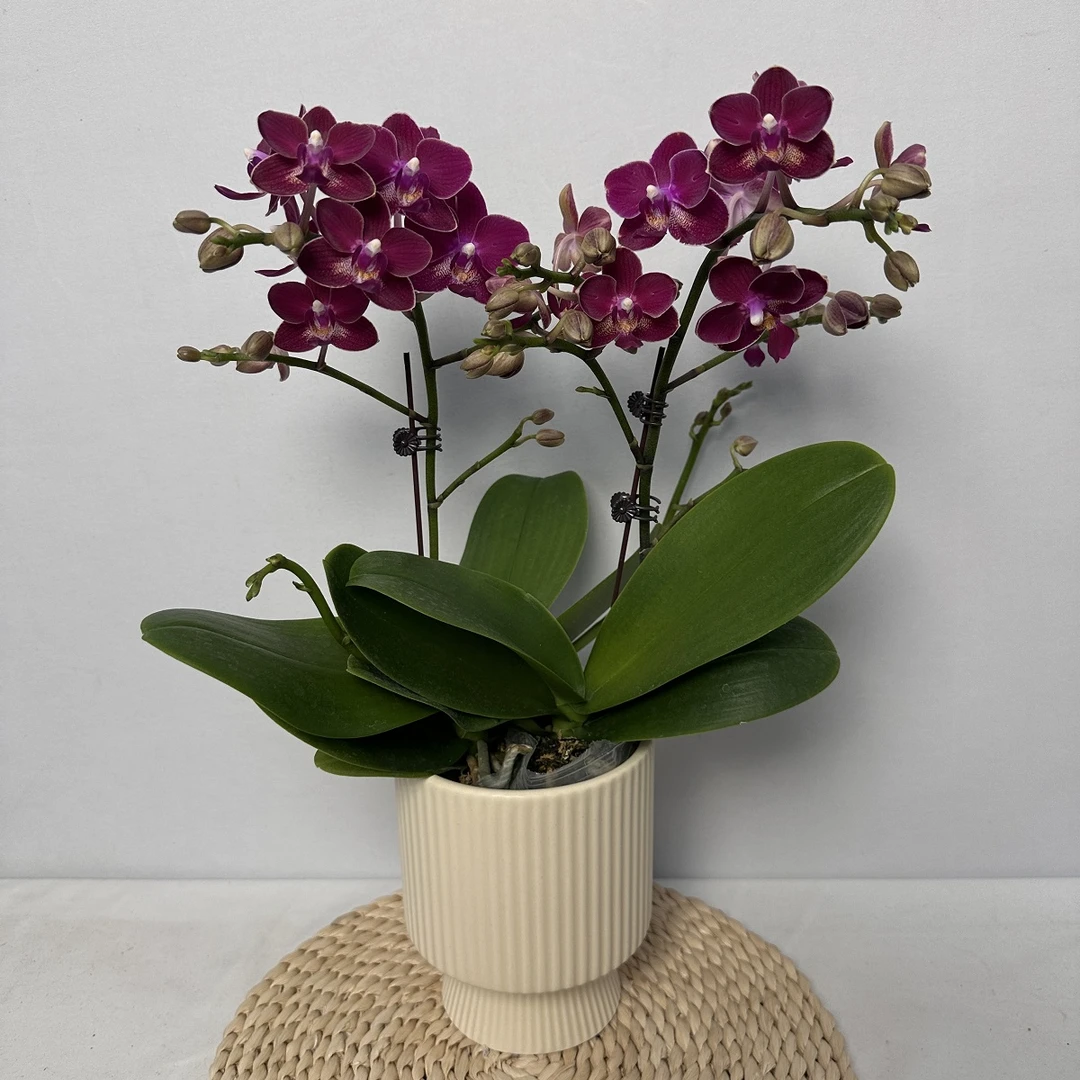 蝴蝶兰【小香兰】红色小花 室内高端绿植花卉耐养 基地直发