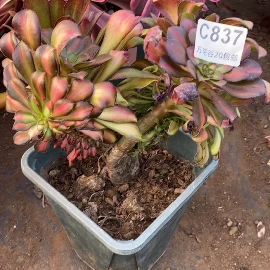 837晚霞缀多肉植物