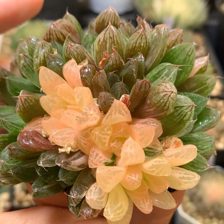 苏州玉露锦daiernvtopm