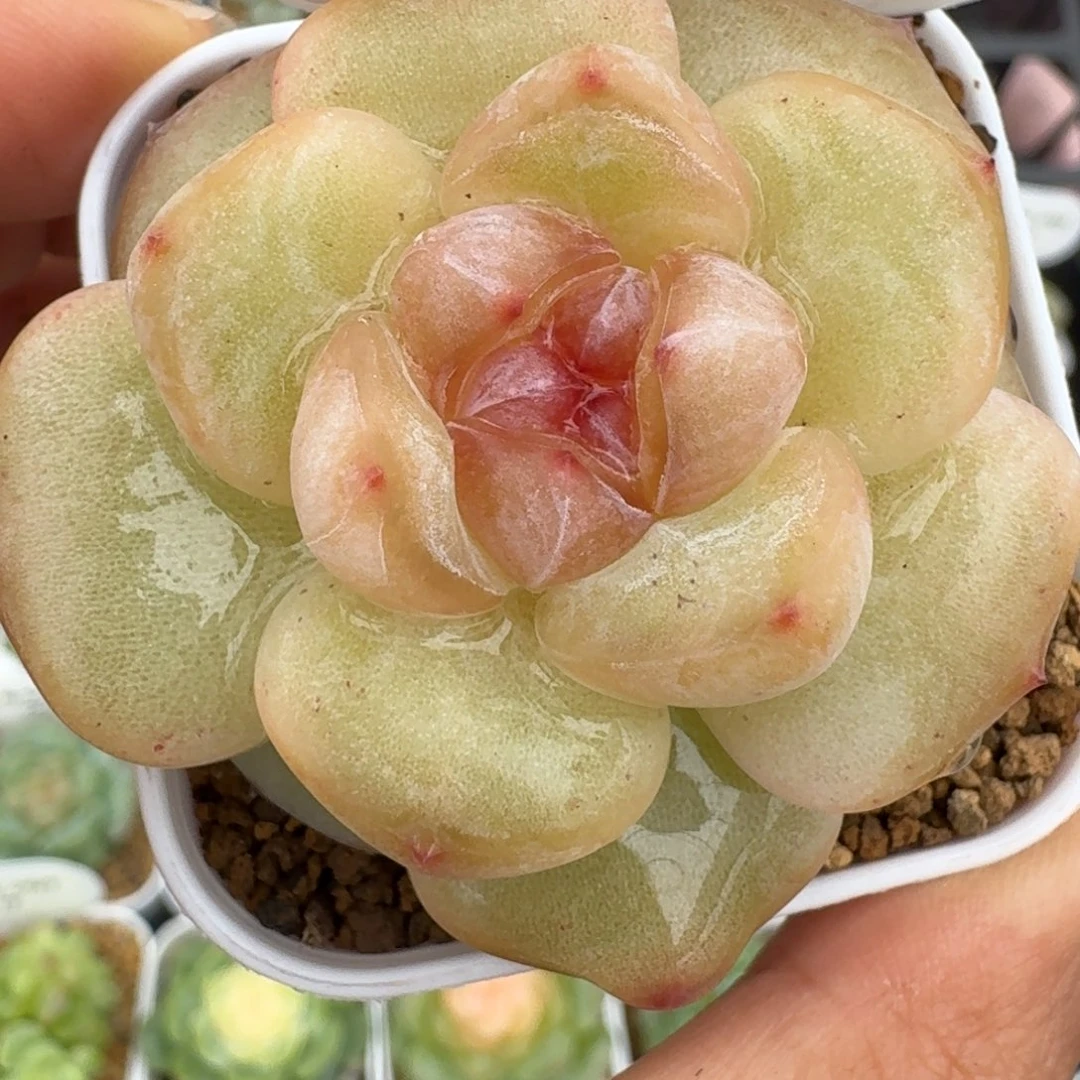 0929-023-采月单头